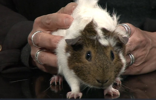 Pet Pals: Two playful guinea pigs pay a visit - KTVZ