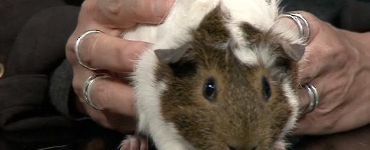 Pet Pals: Two playful guinea pigs pay a visit - KTVZ