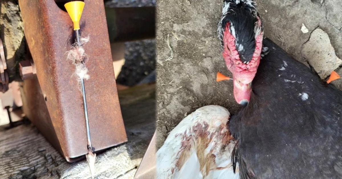 'It was embedded that far into his body': Woman's pet found shot multiple times