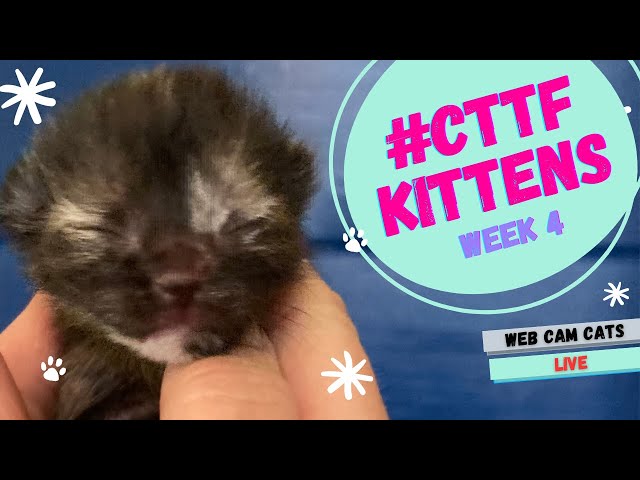 WATCH: NEW Foster Kittens BORN 3/2/23 24/7 Cat Cam (Back to the Future Kittens)