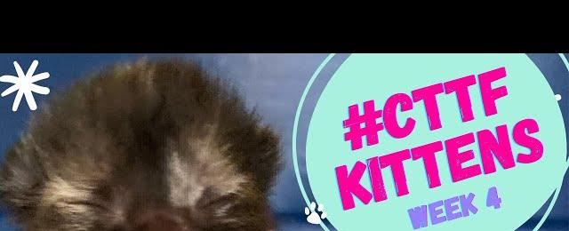WATCH: NEW Foster Kittens BORN 3/2/23 24/7 Cat Cam (Back to the Future Kittens)