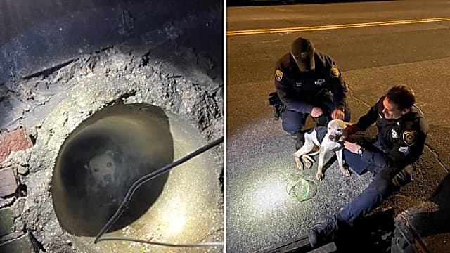 Dog Rescued From Sewer In New Rochelle: 'Sweet Boy' Now Up for Adoption