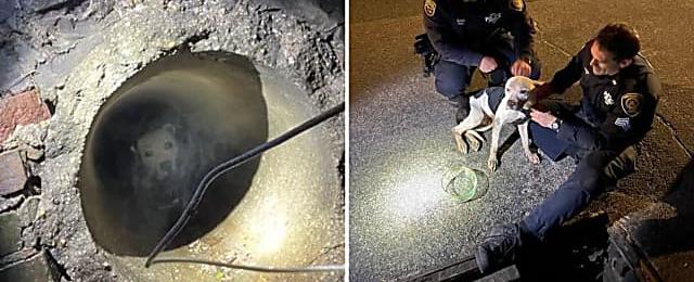 Dog Rescued From Sewer In New Rochelle: 'Sweet Boy' Now Up for Adoption