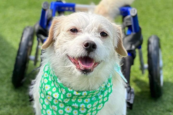 Paralyzed Dog Rescued from High Kill Shelter Available for Adoption at Vanderpump Dogs