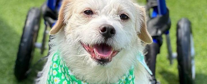 Paralyzed Dog Rescued from High Kill Shelter Available for Adoption at Vanderpump Dogs