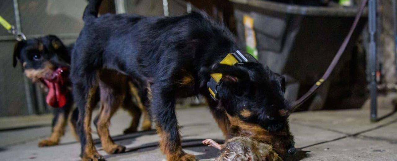 These dogs go rat hunting in DC