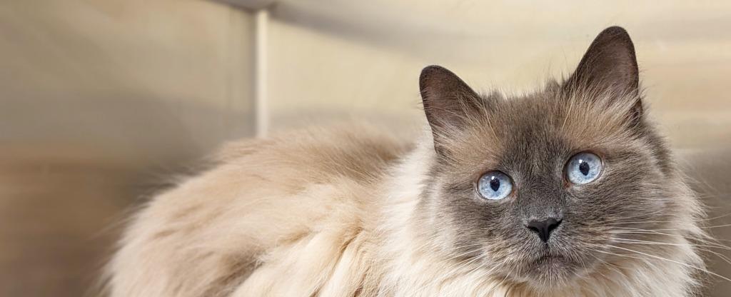 Update: Cat almost euthanized adopted from Dutchess County SPCA