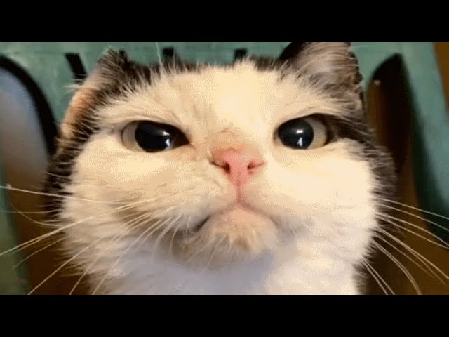 Senior street cat gets his first taste of indoor life