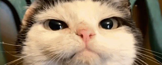 Senior street cat gets his first taste of indoor life