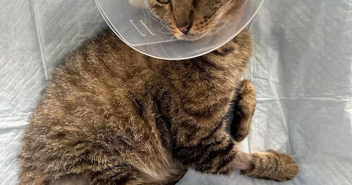 Makaha cat owner faced with $12,000 vet bill after cat's back legs shot at