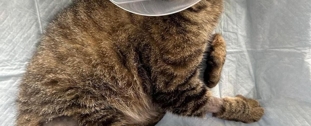 Makaha cat owner faced with $12,000 vet bill after cat's back legs shot at