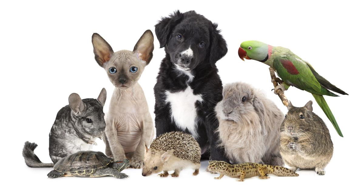 April 11 is National Pet Day