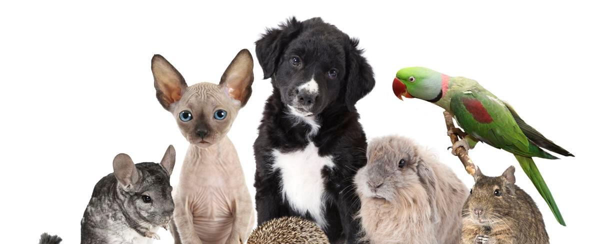 April 11 is National Pet Day