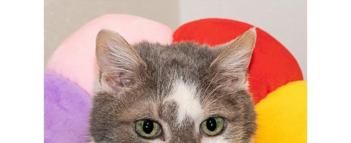 Adopt A Shelter Pet Day: These Cats And Dogs Need Homes In Fairfax