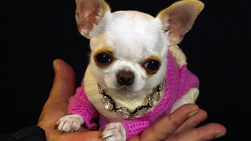 Pocket-sized Pearl is the world's shortest dog