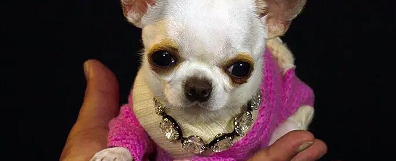 Pocket-sized Pearl is the world's shortest dog