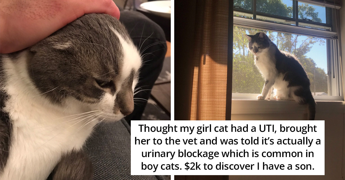 40 Of The Most Comical Reasons That Pets Were Brought To The Vet