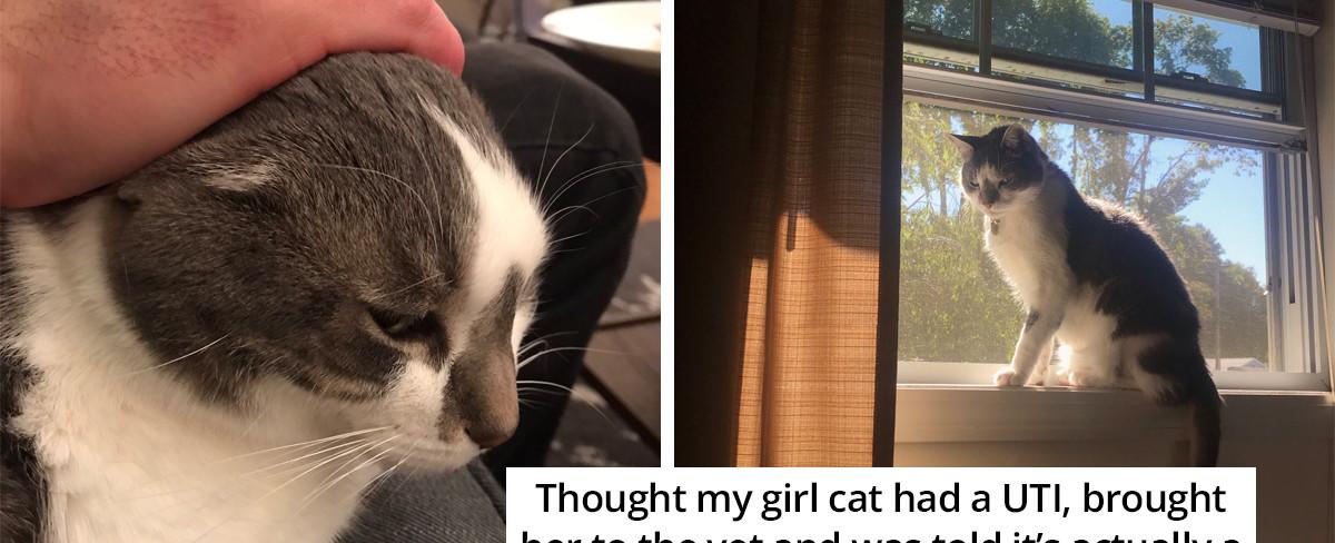40 Of The Most Comical Reasons That Pets Were Brought To The Vet