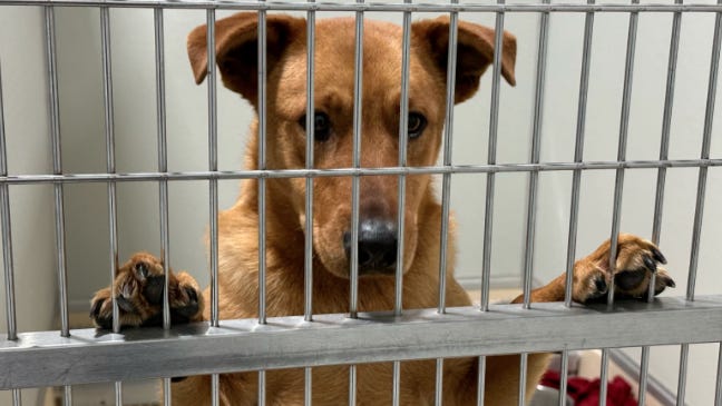 Dogs rescued from Cober's Canine finally available to adopt