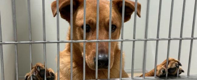 Dogs rescued from Cober's Canine finally available to adopt
