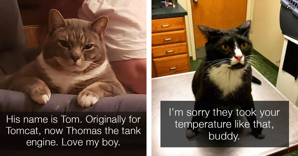 These Adorable Cats Are All Very Angry