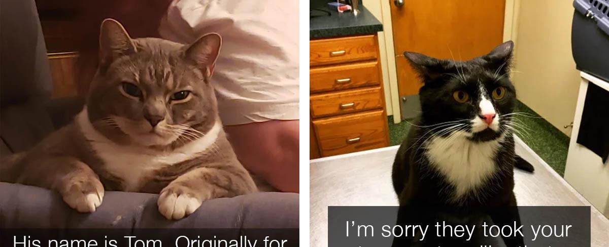These Adorable Cats Are All Very Angry