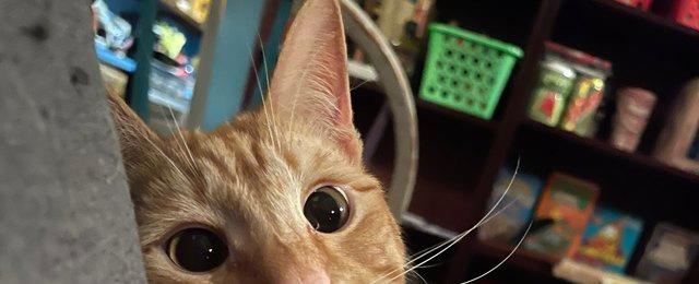 17 Random Pet Photos Guaranteed To Make You Laugh, Smile & Then Laugh Some More | Cuteness