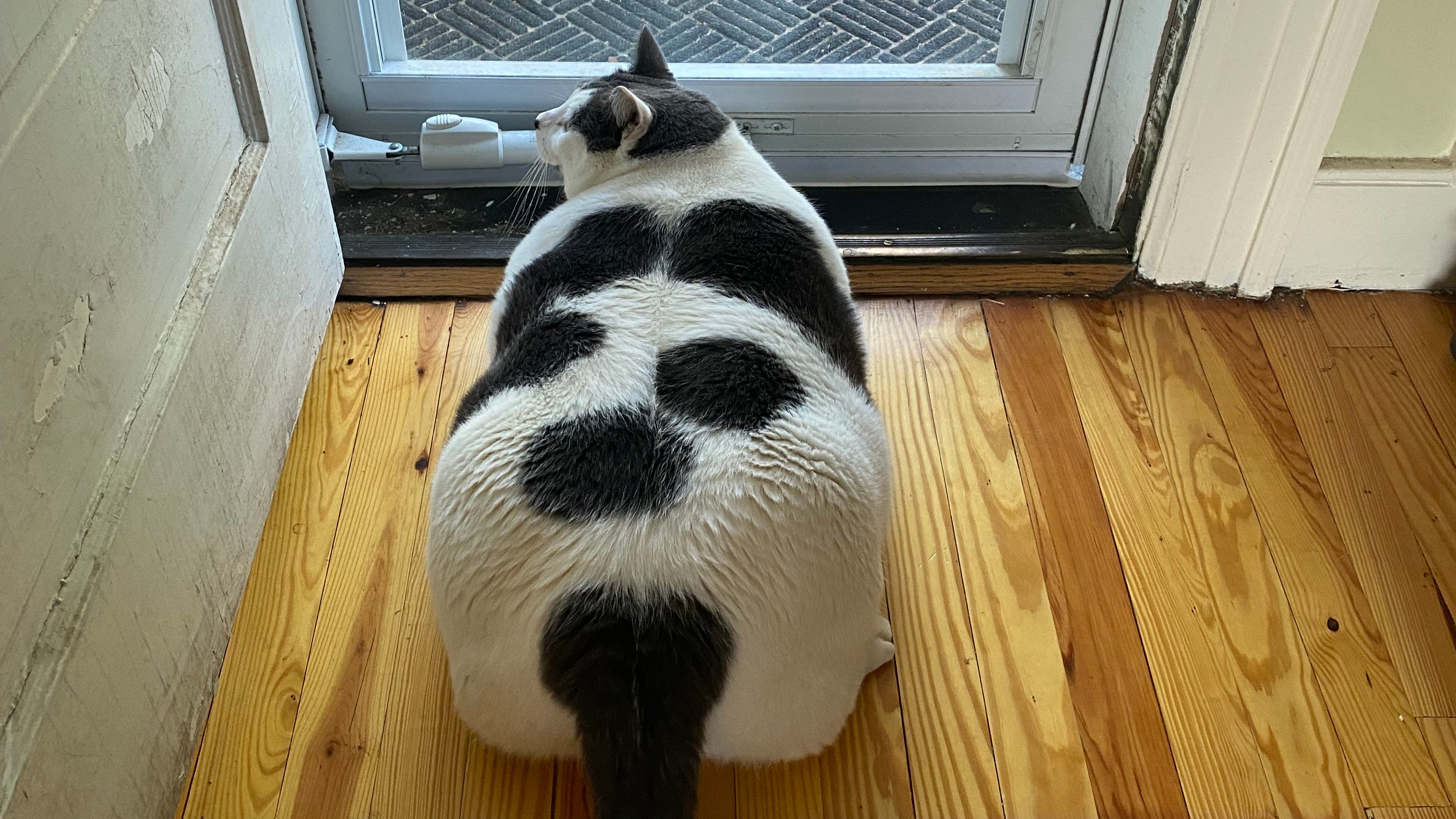 Patches the cat: How he's doing and what he's snacking on these days