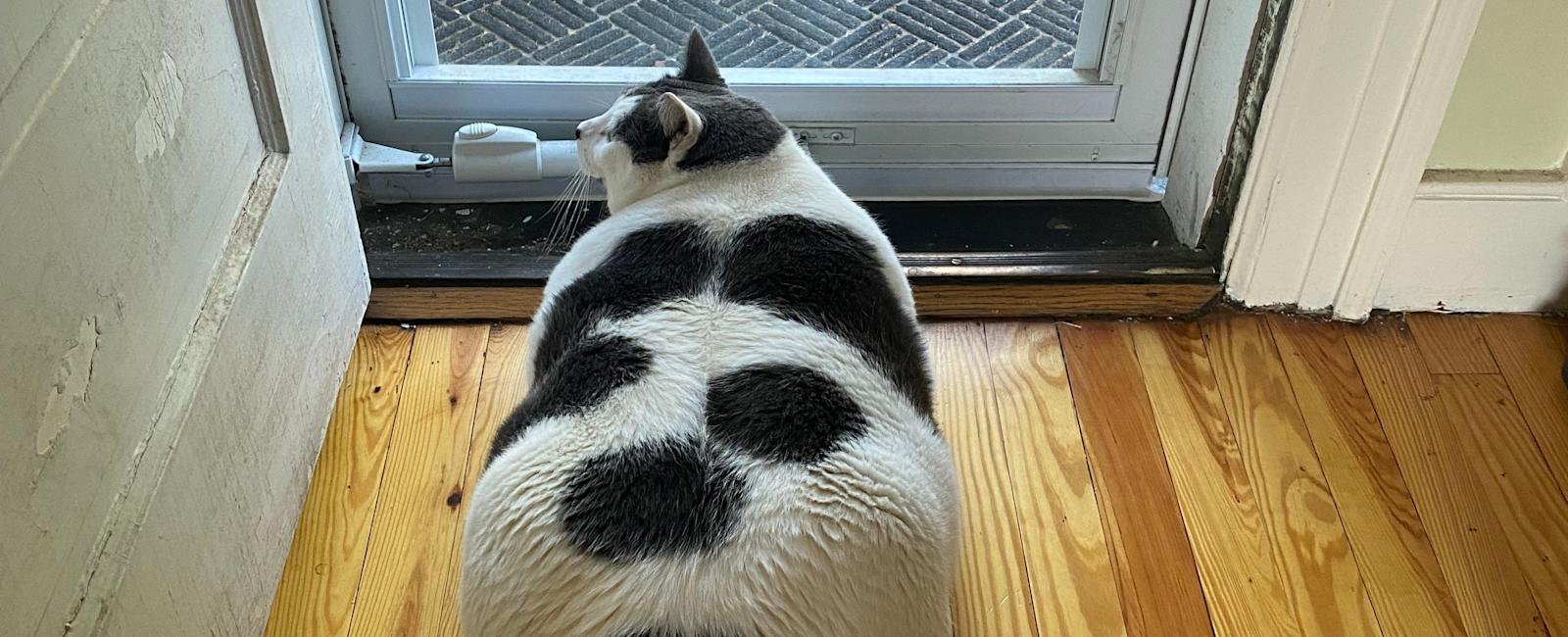 Patches the cat: How he's doing and what he's snacking on these days