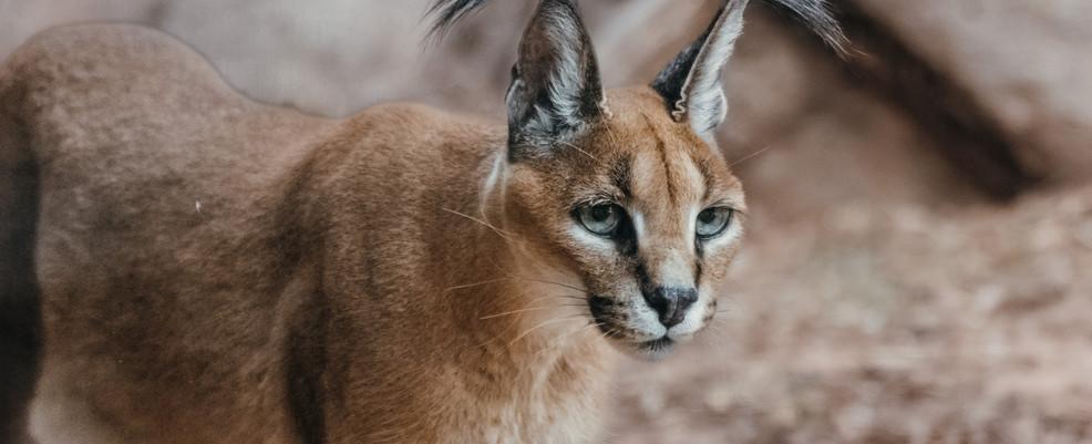Oklahoma City Zoo humanely euthanizes its oldest small cat