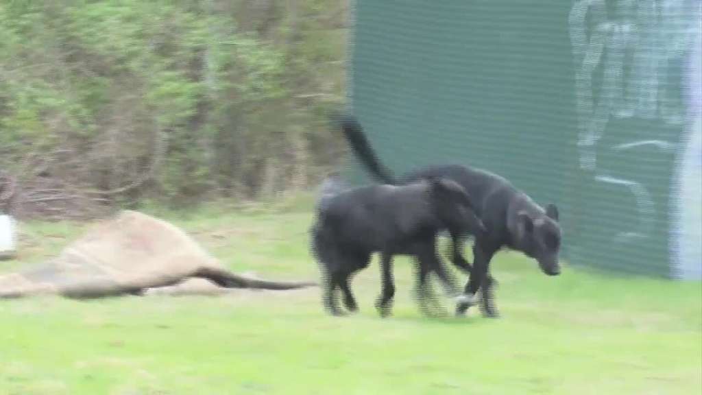 Animals in Rhode Island thought to be coyotes may actually be dogs, officials say