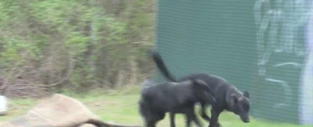 Animals in Rhode Island thought to be coyotes may actually be dogs, officials say