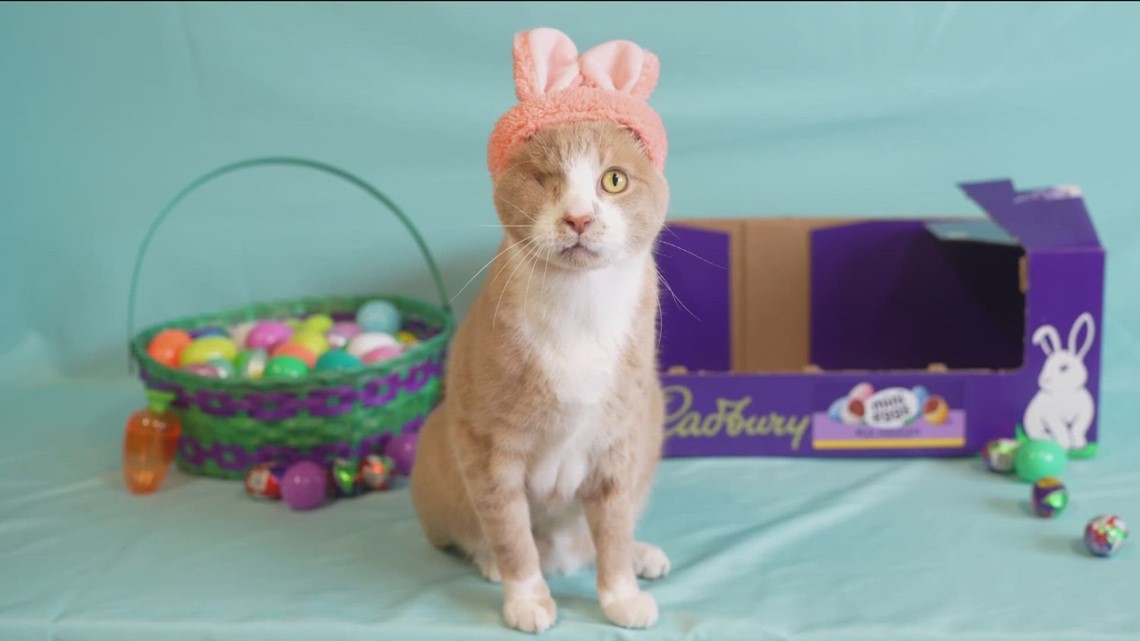 Meet Crash: One-eyed cat from Idaho wins Cadbury Bunny competition