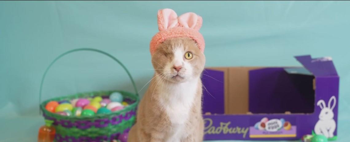 Meet Crash: One-eyed cat from Idaho wins Cadbury Bunny competition