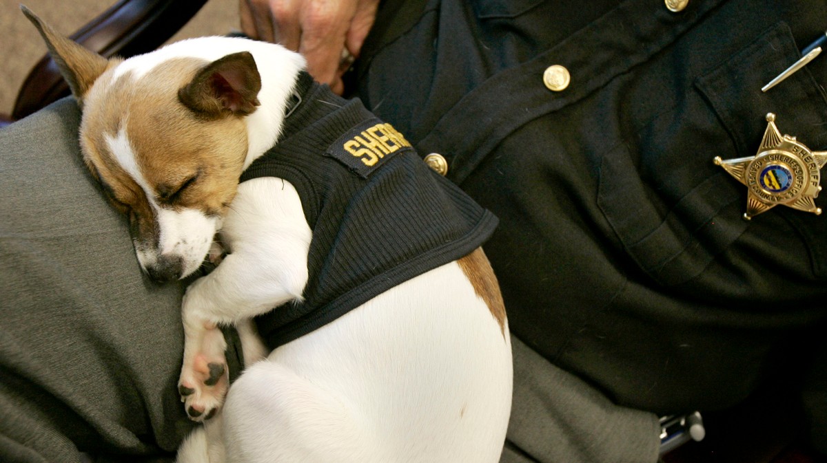 Republicans Are Worried Legalizing Weed Will Put Police Dogs Out of Work