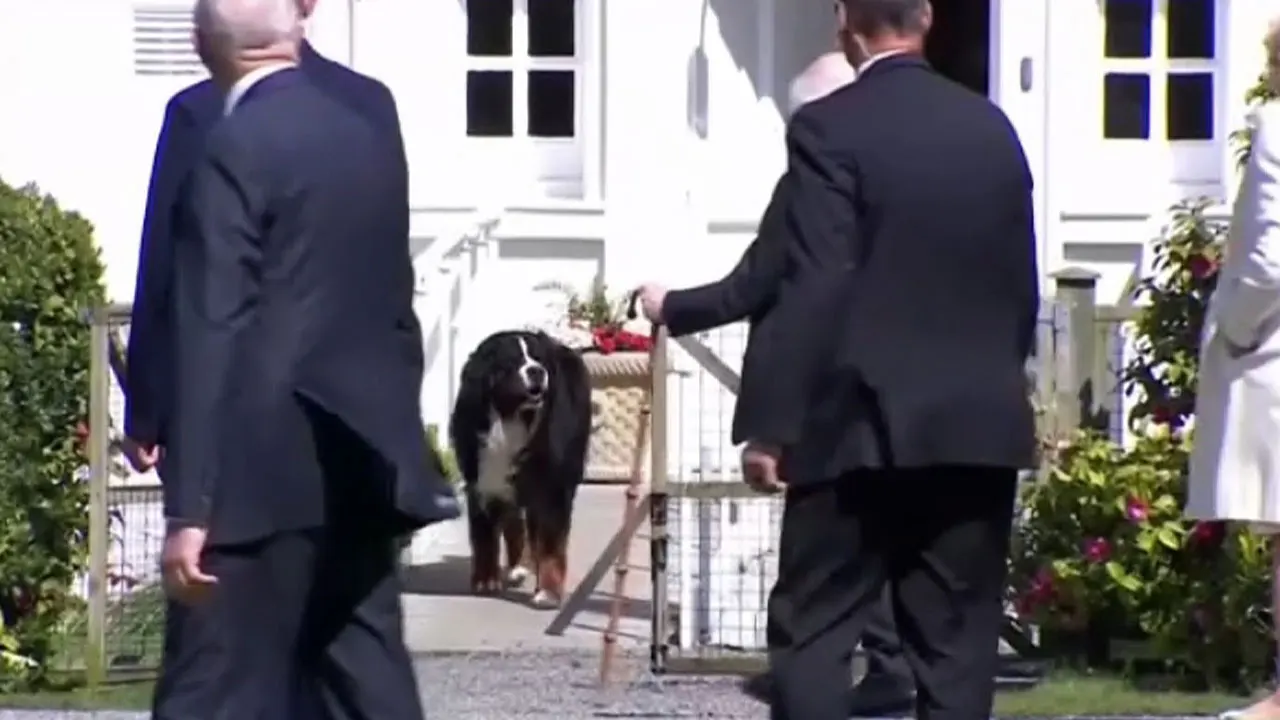 WATCH: Biden gets barked at by Irish president's dog