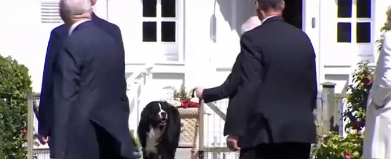 WATCH: Biden gets barked at by Irish president's dog