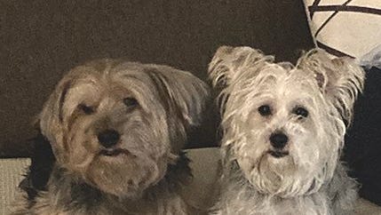 Pet of the Week: Second Chance offers Bailey and Bella for adoption