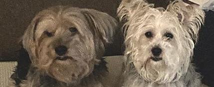 Pet of the Week: Second Chance offers Bailey and Bella for adoption