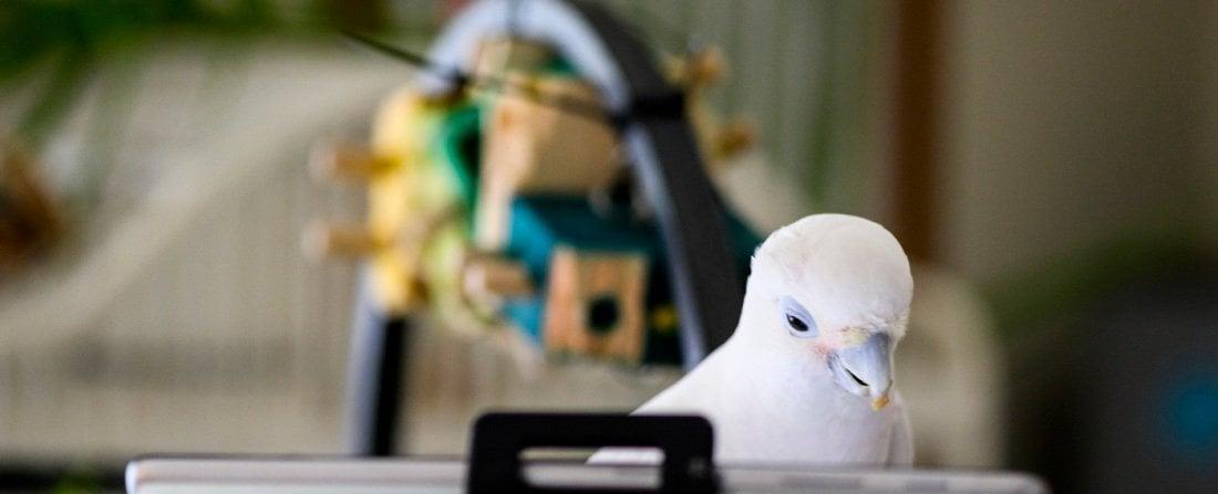 Scientists Taught Pet Parrots to Video Call Each Other—and the Birds Loved It