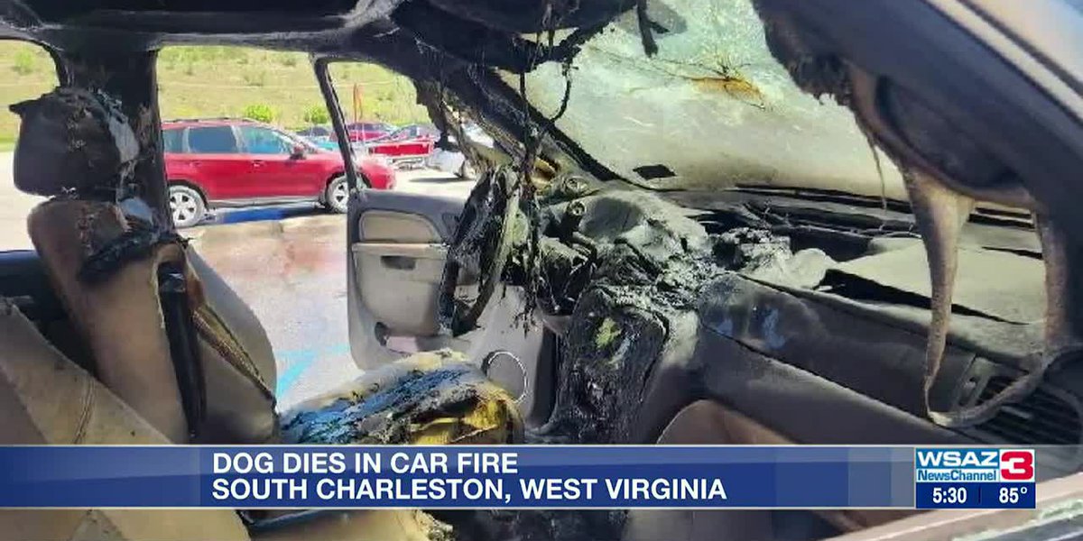 Dog left inside running car at shopping center dies in car fire