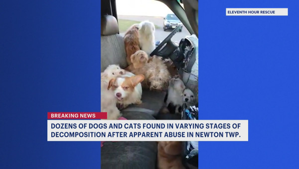 Pet rescue group: Dozens of dogs, cats in Sussex County, some dead, found trapped in truck