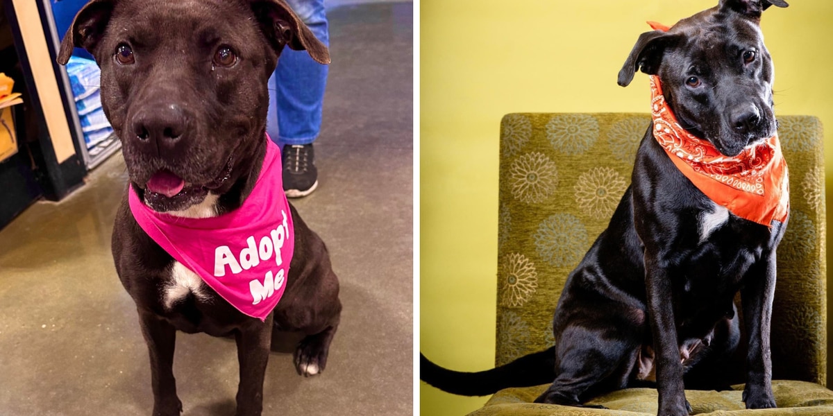 Dog spends 730 days at animal shelter waiting for loving home