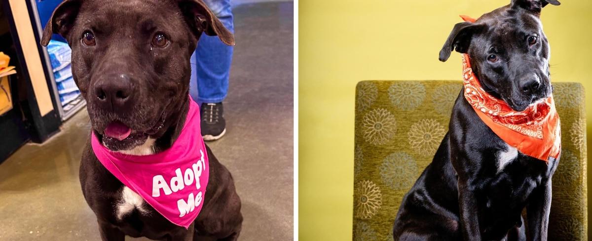 Dog spends 730 days at animal shelter waiting for loving home