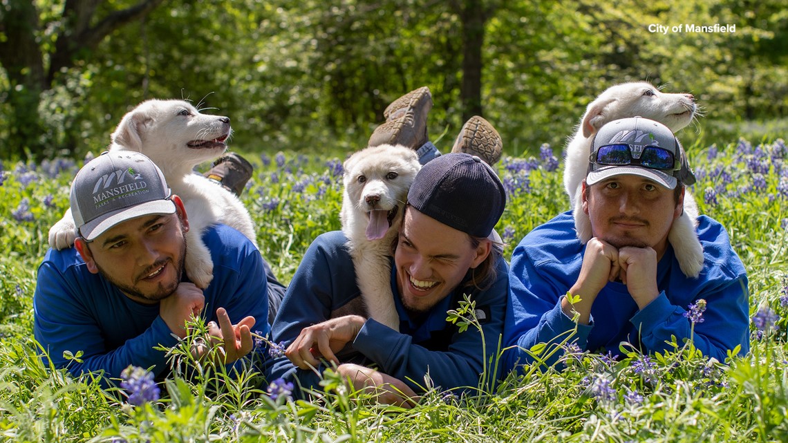 Mansfield parks department strikes a pose to help dogs find homes