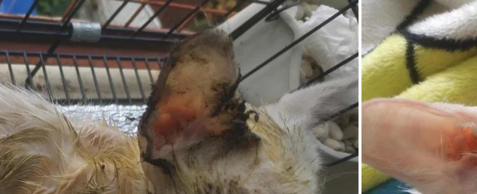 Internet comes together to save stray kitten found covered in glue