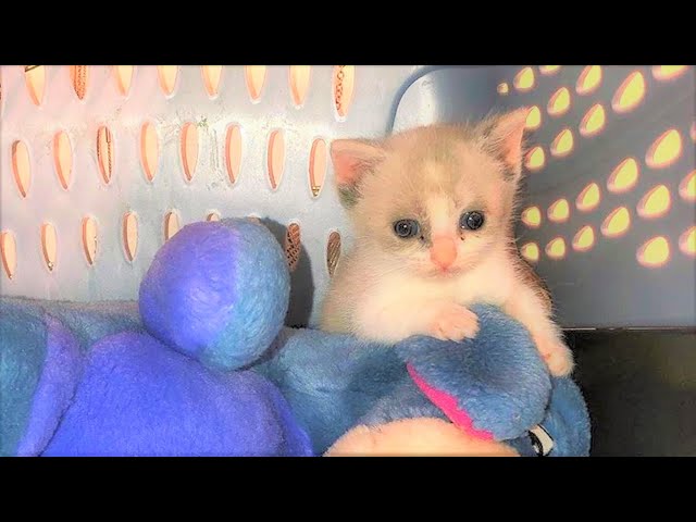 A tiny kitten was found abandoned in a box has her perfect foster friend
