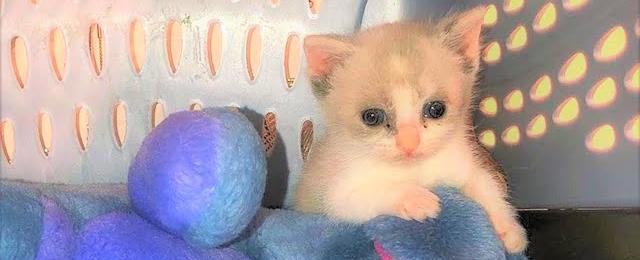 A tiny kitten was found abandoned in a box has her perfect foster friend