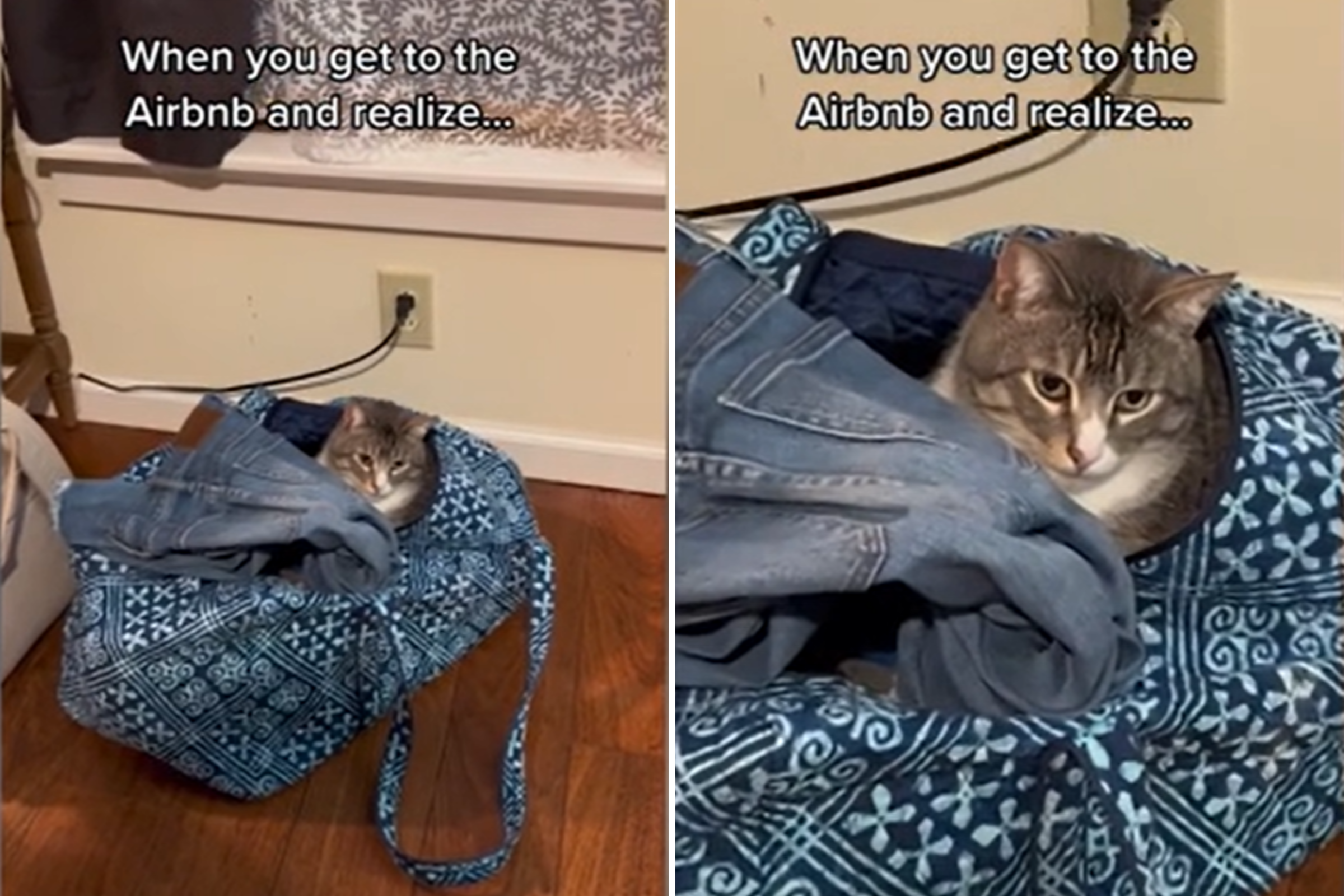 Rescue Cat Joins Owners for Airbnb Weekend Away: 'Family Vacation Now'