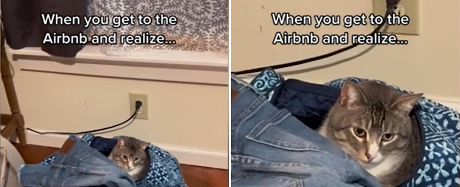 Rescue Cat Joins Owners for Airbnb Weekend Away: 'Family Vacation Now'